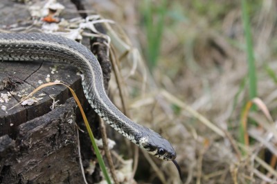 Natrix natrix persa (Pallas, 1814) : subspecies of Grass snake
